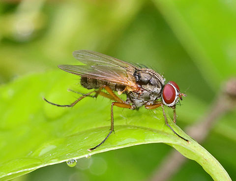 Muscid Fly - Phaonia sp. Habitat: Pond edge; deciduous forest Geotagged,Muscidae,Phaonia,Spring,United States,diptera,fly,muscoidea