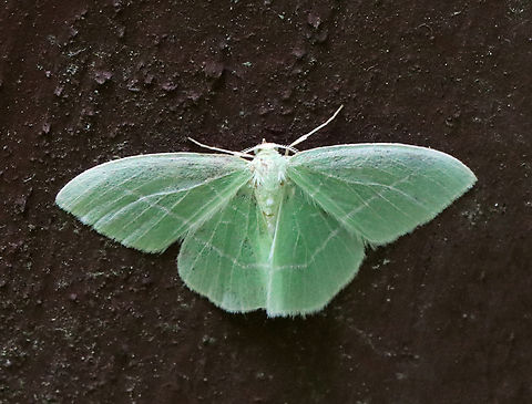 White-fringed Emerald (Nemoria mimosaria) Habitat: Mesic forest Geotagged,Nemoria mimosaria,Spring,United States,White-fringed emerald,emerald,geometridae,moth,nemoria