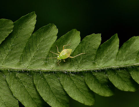 Plant Bug Nymph - Tribe Mirini Habitat: Found on a fern; mesic forest Geotagged,Mirini,Spring,United States,bug,bug nymph,miridae,nymph,plant bug,plant bug nymph