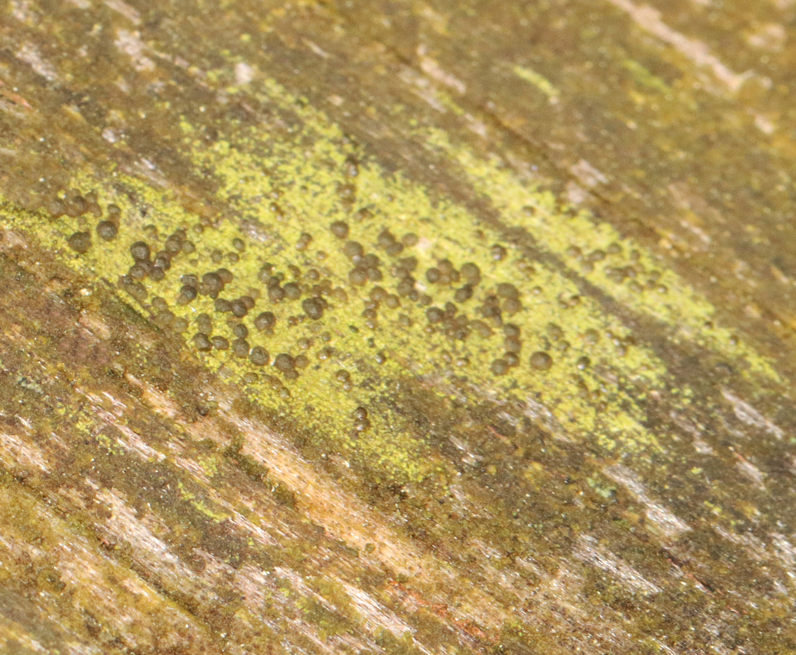 Lichen - Scoliciosporum sp. or Micarea sp. An unfortunately bad photo, but I was actually taking a picture of a nearby insect and only spotted this lichen during editing. According to an expert, it&#039;s probably either Scoliciosporum sp. or Micarea sp.. Neither of these 2 genera seem easy to ID or commonly documented, so I may not get a species-level ID. <br />
<br />
Habitat: Growing on an old fence in a mesic, mixed forest Geotagged,Lecanoromycetes,Micarea,Scoliciosporum,Spring,United States,lichen