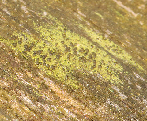 Lichen - Scoliciosporum sp. or Micarea sp. An unfortunately bad photo, but I was actually taking a picture of a nearby insect and only spotted this lichen during editing. According to an expert, it's probably either Scoliciosporum sp. or Micarea sp.. Neither of these 2 genera seem easy to ID or commonly documented, so I may not get a species-level ID. 

Habitat: Growing on an old fence in a mesic, mixed forest Geotagged,Lecanoromycetes,Micarea,Scoliciosporum,Spring,United States,lichen