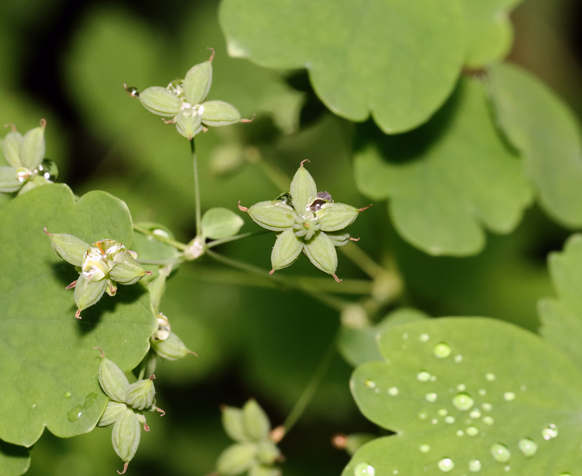 Early Meadow-rue - Thalictrum dioicum Habitat: Mesic forest Early meadow-rue,Geotagged,Spring,Thalictrum,Thalictrum dioicum,United States,quicksilver-weed