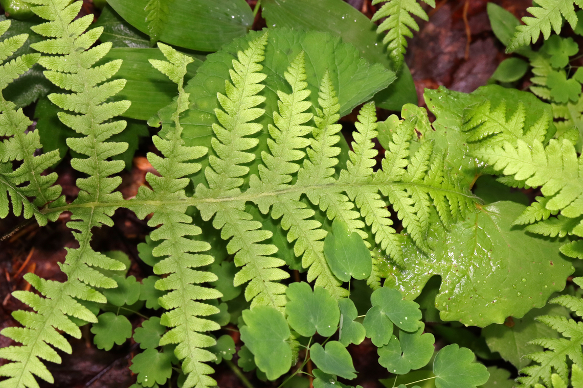 Broad Beech Fern - Phegopteris hexagonoptera Habitat: Mesic forest<br />
<figure class="photo"><a href="https://www.jungledragon.com/image/128469/broad_beech_fern_-_phegopteris_hexagonoptera.html" title="Broad Beech Fern - Phegopteris hexagonoptera"><img src="https://s3.amazonaws.com/media.jungledragon.com/images/3232/128469_thumb.jpg?AWSAccessKeyId=05GMT0V3GWVNE7GGM1R2&Expires=1763596810&Signature=pVWMhSjHRelaEn0GlJDoANyB6h0%3D" width="110" height="152" alt="Broad Beech Fern - Phegopteris hexagonoptera Habitat: Mesic forest<br />
https://www.jungledragon.com/image/128468/broad_beech_fern_-_phegopteris_hexagonoptera.html Broad beech fern,Geotagged,Phegopteris hexagonoptera,Spring,United States" /></a></figure> Broad beech fern,Geotagged,Phegopteris,Phegopteris hexagonoptera,Spring,United States,fern
