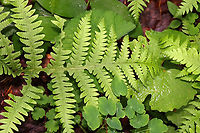 Broad Beech Fern - Phegopteris hexagonoptera Habitat: Mesic forest<br />
https://www.jungledragon.com/image/128469/broad_beech_fern_-_phegopteris_hexagonoptera.html Broad beech fern,Geotagged,Phegopteris,Phegopteris hexagonoptera,Spring,United States,fern