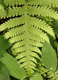 Broad Beech Fern - Phegopteris hexagonoptera Habitat: Mesic forest
https://www.jungledragon.com/image/128468/broad_beech_fern_-_phegopteris_hexagonoptera.html Broad beech fern,Geotagged,Phegopteris hexagonoptera,Spring,United States