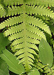 Broad Beech Fern - Phegopteris hexagonoptera Habitat: Mesic forest<br />
https://www.jungledragon.com/image/128468/broad_beech_fern_-_phegopteris_hexagonoptera.html Broad beech fern,Geotagged,Phegopteris hexagonoptera,Spring,United States