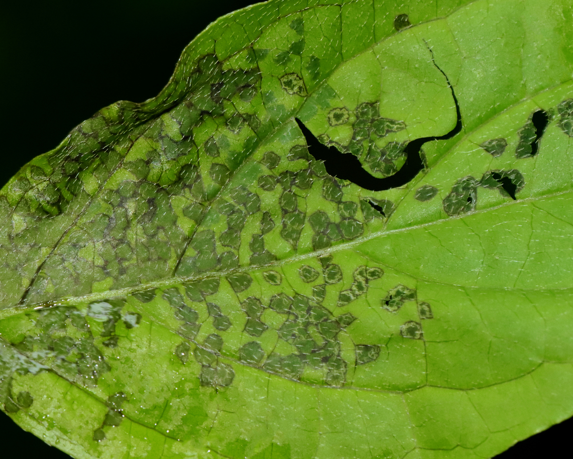 Plant Bug (Hemiptera) Feeding Damage on Leaf This is probably feeding damage from plant bugs. Plant bugs feed by piercing leaves with their piercing mouthparts, injecting an enzyme into the leaf, and then sucking up the partially digested fluid.<br />
<br />
Habitat: Mesic forest Geotagged,Spring,United States,bug,feeding damage,hemiptera,plant bug,signs of wildlife
