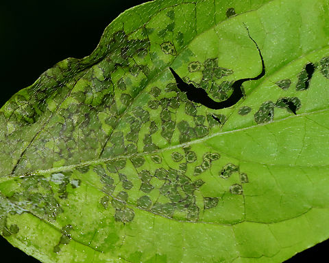 Plant Bug (Hemiptera) Feeding Damage on Leaf This is probably feeding damage from plant bugs. Plant bugs feed by piercing leaves with their piercing mouthparts, injecting an enzyme into the leaf, and then sucking up the partially digested fluid.

Habitat: Mesic forest Geotagged,Spring,United States,bug,feeding damage,hemiptera,plant bug,signs of wildlife