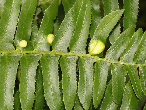 Taphrina polystichi on Christmas Fern (Polystichum acrostichoides) Host: Polystichum acrostichoides
https://www.jungledragon.com/image/128474/taphrina_polystichi_on_christmas_fern_polystichum_acrostichoides.html Christmas Fern Leaf Curl,Geotagged,Spring,Taphrina polystichi,United States,christmas fern,fern,gall,leaf curl. taphrina