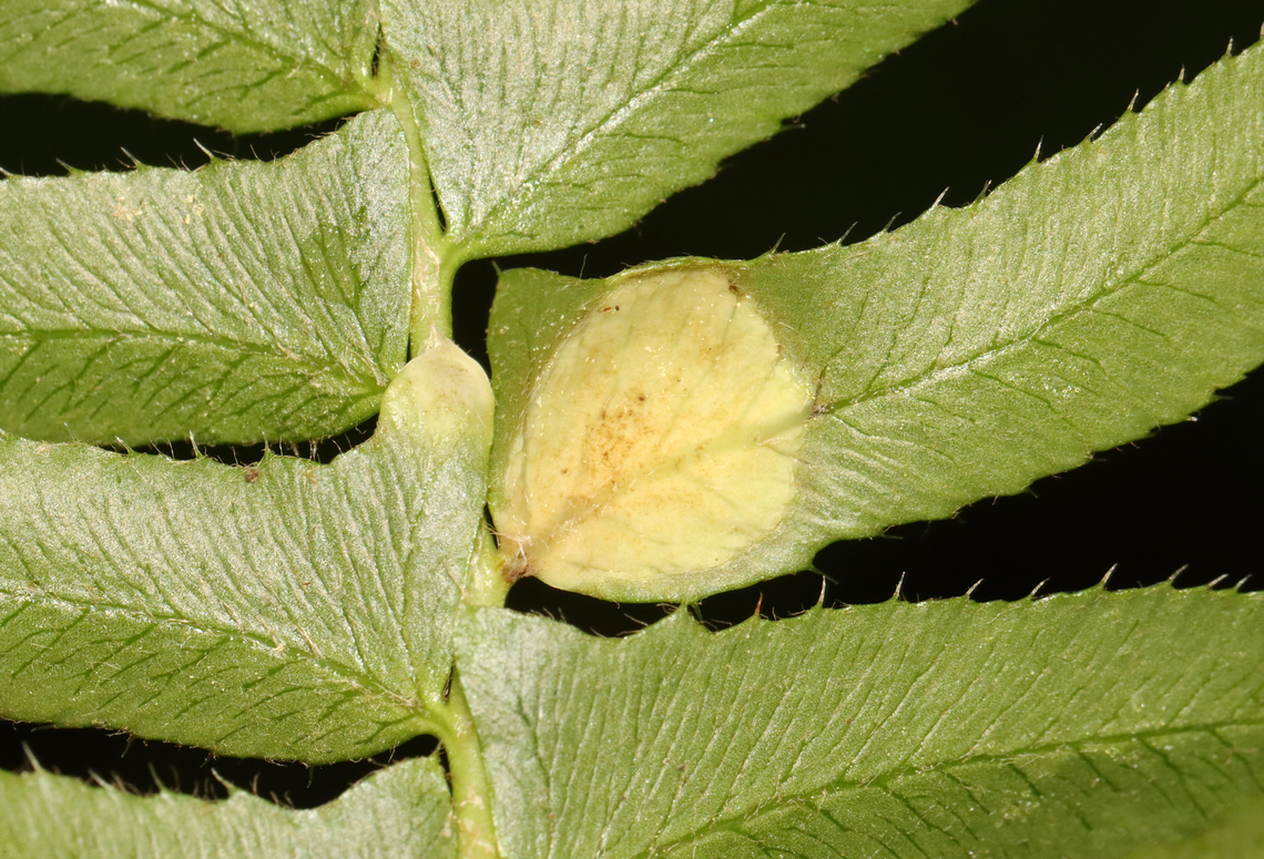 Taphrina polystichi on Christmas Fern (Polystichum acrostichoides) Host: Polystichum acrostichoides<br />
<figure class="photo"><a href="https://www.jungledragon.com/image/128473/taphrina_polystichi_on_christmas_fern_polystichum_acrostichoides.html" title="Taphrina polystichi on Christmas Fern (Polystichum acrostichoides)"><img src="https://s3.amazonaws.com/media.jungledragon.com/images/3232/128473_thumb.jpg?AWSAccessKeyId=05GMT0V3GWVNE7GGM1R2&Expires=1767225610&Signature=DuA1bEC4QYpRQ7bqHTuqOQW5F%2FI%3D" width="200" height="152" alt="Taphrina polystichi on Christmas Fern (Polystichum acrostichoides) Host: Polystichum acrostichoides<br />
https://www.jungledragon.com/image/128474/taphrina_polystichi_on_christmas_fern_polystichum_acrostichoides.html Christmas Fern Leaf Curl,Geotagged,Spring,Taphrina polystichi,United States,christmas fern,fern,gall,leaf curl. taphrina" /></a></figure> Christmas Fern Leaf Curl,Geotagged,Spring,Taphrina polystichi,United States