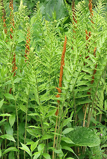 Cinnamon Fern - Osmundastrum cinnamomeum Habitat: Mesic forest Cinnamon Fern,Geotagged,Osmundastrum,Osmundastrum cinnamomeum,Spring,United States,fern