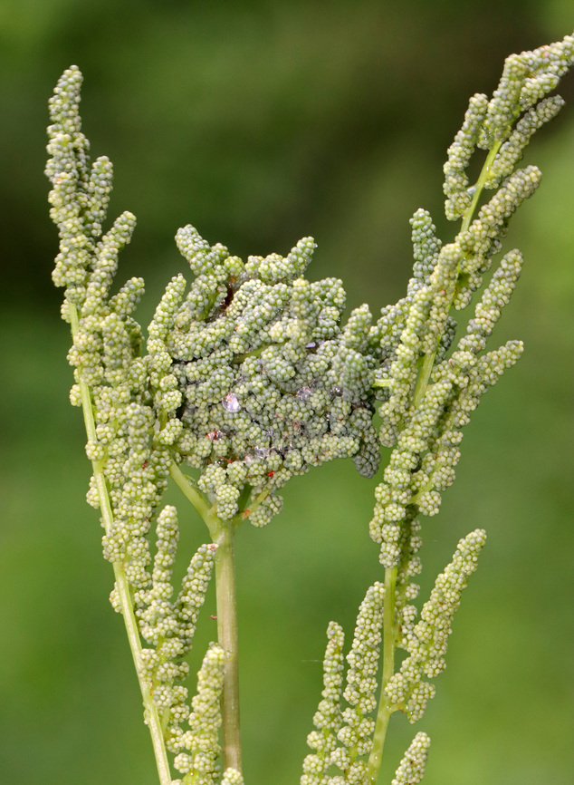 American Royal Fern - Osmunda spectabilis The center of this photo shows a "fern-ball", possibly made by a fern leaftier.<br />
<br />
Habitat: Mesic forest American Royal Fern,Geotagged,Old World Royal Fern,Osmunda,Osmunda regalis,Osmunda spectabilis,Spring,United States,fern,fern ball,fern leaftier,leaftier,signs of wildlife
