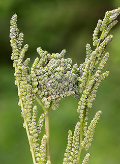 American Royal Fern - Osmunda spectabilis The center of this photo shows a "fern-ball", possibly made by a fern leaftier.

Habitat: Mesic forest American Royal Fern,Geotagged,Old World Royal Fern,Osmunda,Osmunda regalis,Osmunda spectabilis,Spring,United States,fern,fern ball,fern leaftier,leaftier,signs of wildlife