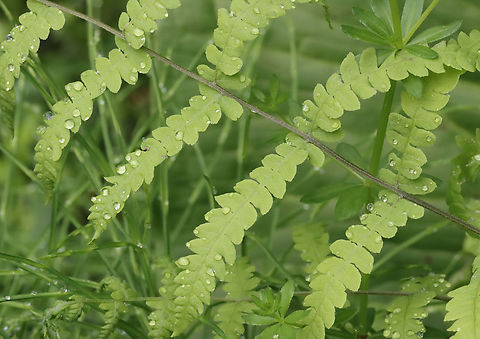 Eastern Marsh Fern - Thelypteris palustris Habitat: Mesic forest Eastern Marsh Fern,Geotagged,Spring,Thelypteris,Thelypteris palustris,United States,fern