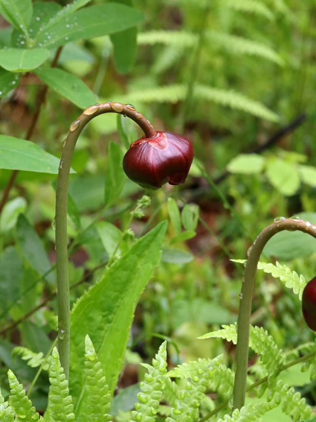 Turtle Socks - Sarracenia purpurea Habitat: Bog Carnivorous plant,Geotagged,Purple pitcher plant,Sarracenia purpurea,Spring,United States,pitcher plant,sarracenia,turtle socks