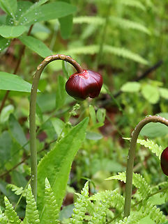 Turtle Socks - Sarracenia purpurea Habitat: Bog Carnivorous plant,Geotagged,Purple pitcher plant,Sarracenia purpurea,Spring,United States,pitcher plant,sarracenia,turtle socks