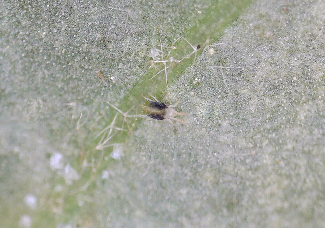 Mite - Tetranychus urticae I am incredibly annoyed. I have been dealing with thrips on my indoor plants (49 plants with thrips so far) for weeks. Just today, I found this little beast infesting my English ivy (Hedera helix). I had the plant in quarantine, so hopefully the mites haven&#039;t spread to any other plants.<br />
<br />
Habitat: Found on an indoor Hedera helix<br />
<br />
*These mites are very small; I photographed them using a digital microscope. Geotagged,Hedera,Hedera helix,Tetranychus,Tetranychus urticae,United States,mite,spider mite