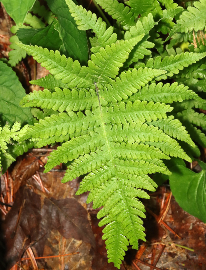 Long Beech Fern - Phegopteris connectilis Habitat: Mesic, mixed forest Geotagged,Long beech fern,Phegopteris,Phegopteris connectilis,Spring,United States,fern