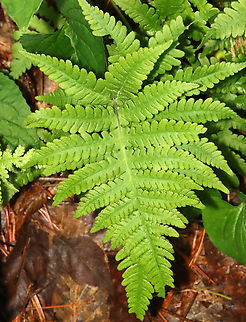 Long Beech Fern - Phegopteris connectilis Habitat: Mesic, mixed forest Geotagged,Long beech fern,Phegopteris,Phegopteris connectilis,Spring,United States,fern