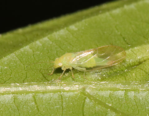 Psyllid - Psylla carpinicola Habitat: Found on Carpinus caroliniana in a mesic, mixed forest Geotagged,Psylla,Psylla carpinicola,Spring,United States,hemiptera,psyllid,psyllidae