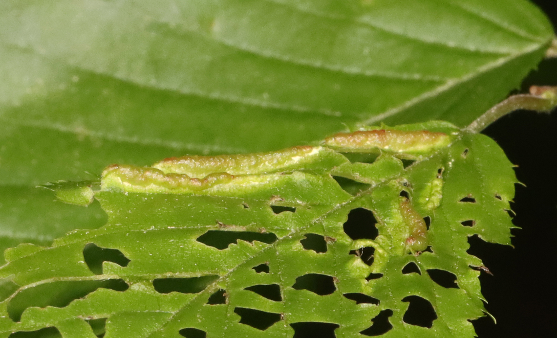 Gall Midge Leaf Fold - Dasineura pudibunda *Tentative ID<br />
<br />
Host: Carpinus caroliniana<br />
<figure class="photo"><a href="https://www.jungledragon.com/image/128579/gall_midge_leaf_fold_-_dasineura_pudibunda.html" title="Gall Midge Leaf Fold - Dasineura pudibunda"><img src="https://s3.amazonaws.com/media.jungledragon.com/images/3232/128579_thumb.jpg?AWSAccessKeyId=05GMT0V3GWVNE7GGM1R2&Expires=1759968010&Signature=b3UsgSD%2Bjy81lx%2BIy%2BgBuROvQuQ%3D" width="200" height="138" alt="Gall Midge Leaf Fold - Dasineura pudibunda *Tentative ID<br />
<br />
Host: Carpinus caroliniana<br />
https://www.jungledragon.com/image/128578/gall_midge_leaf_fold_-_dasineura_pudibunda.html Dasineura,Dasineura pudibunda,Geotagged,Spring,United States,gall,gall midge,leaf fold,leaf fold gall" /></a></figure> Dasineura pudibunda,Geotagged,Spring,United States