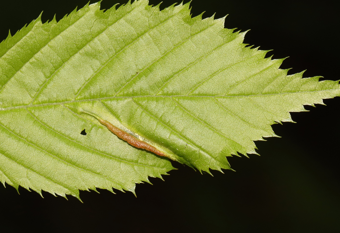 Gall Midge Leaf Fold - Dasineura pudibunda *Tentative ID<br />
<br />
Host: Carpinus caroliniana<br />
<figure class="photo"><a href="https://www.jungledragon.com/image/128578/gall_midge_leaf_fold_-_dasineura_pudibunda.html" title="Gall Midge Leaf Fold - Dasineura pudibunda"><img src="https://s3.amazonaws.com/media.jungledragon.com/images/3232/128578_thumb.jpg?AWSAccessKeyId=05GMT0V3GWVNE7GGM1R2&Expires=1759968010&Signature=glf8jjNZbJGlMlztg9pwdssNsOQ%3D" width="200" height="122" alt="Gall Midge Leaf Fold - Dasineura pudibunda *Tentative ID<br />
<br />
Host: Carpinus caroliniana<br />
https://www.jungledragon.com/image/128579/gall_midge_leaf_fold_-_dasineura_pudibunda.html Dasineura pudibunda,Geotagged,Spring,United States" /></a></figure> Dasineura,Dasineura pudibunda,Geotagged,Spring,United States,gall,gall midge,leaf fold,leaf fold gall