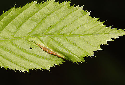 Gall Midge Leaf Fold - Dasineura pudibunda *Tentative ID

Host: Carpinus caroliniana
https://www.jungledragon.com/image/128578/gall_midge_leaf_fold_-_dasineura_pudibunda.html Dasineura,Dasineura pudibunda,Geotagged,Spring,United States,gall,gall midge,leaf fold,leaf fold gall