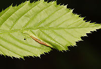 Gall Midge Leaf Fold - Dasineura pudibunda *Tentative ID<br />
<br />
Host: Carpinus caroliniana<br />
https://www.jungledragon.com/image/128578/gall_midge_leaf_fold_-_dasineura_pudibunda.html Dasineura,Dasineura pudibunda,Geotagged,Spring,United States,gall,gall midge,leaf fold,leaf fold gall