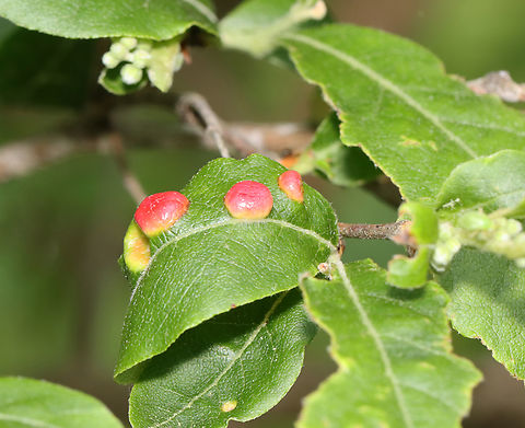 Galls - Family Tenthredinidae Maybe sawfly galls. I'm not sure what the host plant is.

Habitat: Mesic forest
https://www.jungledragon.com/image/128626/galls_-_family_tenthredinidae.html Geotagged,Spring,Tenthredinidae,United States,galls,sawfly galls