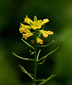 Field Mustard - Brassica rapa Habitat: Mesic forest Bok Choy,Brassica rapa,Geotagged,Spring,United States,brassica,field mustard