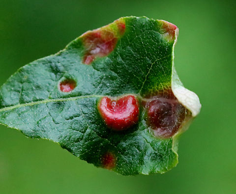 Galls - Family Tenthredinidae Maybe sawfly galls. I'm not sure what the host plant is.

Habitat: Mesic forest
https://www.jungledragon.com/image/128624/galls_-_family_tenthredinidae.html Geotagged,Spring,United States