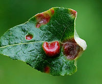 Galls - Family Tenthredinidae Maybe sawfly galls. I'm not sure what the host plant is.<br />
<br />
Habitat: Mesic forest<br />
https://www.jungledragon.com/image/128624/galls_-_family_tenthredinidae.html Geotagged,Spring,United States
