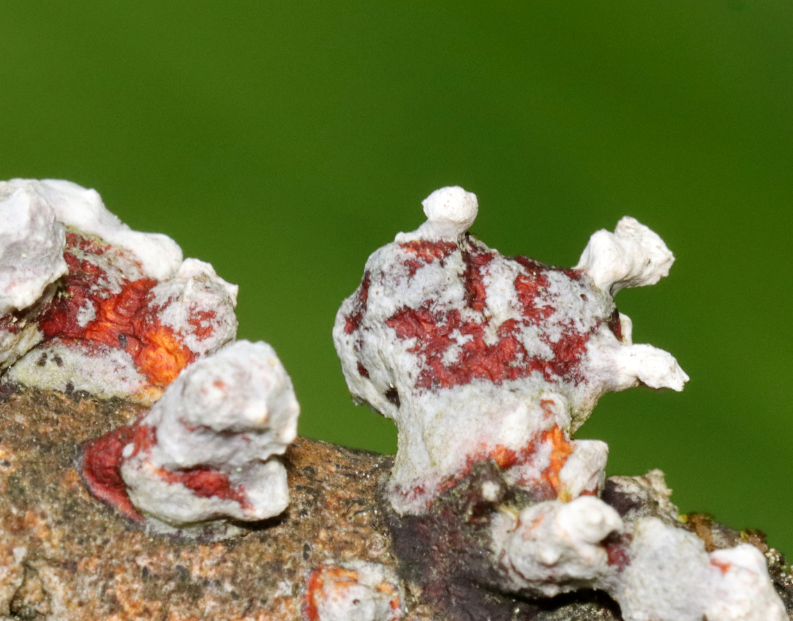 Fungi Maybe fungus growing on fungus?<br />
<br />
Habitat: Growing on hardwood in a mesic forest/bog<br />
<figure class="photo"><a href="https://www.jungledragon.com/image/128629/fungi.html" title="Fungi"><img src="https://s3.amazonaws.com/media.jungledragon.com/images/3232/128629_thumb.jpg?AWSAccessKeyId=05GMT0V3GWVNE7GGM1R2&Expires=1759968010&Signature=8itaAGuvx%2B%2BJQjw3dazglSL%2BzQY%3D" width="200" height="158" alt="Fungi Maybe fungus growing on fungus?<br />
<br />
Habitat: Growing on hardwood in a mesic forest/bog<br />
https://www.jungledragon.com/image/128629/fungi.html<br />
https://www.jungledragon.com/image/128631/fungi.html<br />
https://www.jungledragon.com/image/128630/fungi.html<br />
 Geotagged,Spring,United States" /></a></figure><br />
<figure class="photo"><a href="https://www.jungledragon.com/image/128631/fungi.html" title="Fungi"><img src="https://s3.amazonaws.com/media.jungledragon.com/images/3232/128631_thumb.jpg?AWSAccessKeyId=05GMT0V3GWVNE7GGM1R2&Expires=1759968010&Signature=yb1VSkuL7ljN%2BC7q6Q5H3yy%2FZZM%3D" width="200" height="138" alt="Fungi Maybe fungus growing on fungus?<br />
<br />
Habitat: Growing on hardwood in a mesic forest/bog<br />
https://www.jungledragon.com/image/128629/fungi.html<br />
https://www.jungledragon.com/image/128631/fungi.html<br />
https://www.jungledragon.com/image/128630/fungi.html<br />
 Geotagged,Spring,United States,fungi,fungus" /></a></figure><br />
<figure class="photo"><a href="https://www.jungledragon.com/image/128630/fungi.html" title="Fungi"><img src="https://s3.amazonaws.com/media.jungledragon.com/images/3232/128630_thumb.jpg?AWSAccessKeyId=05GMT0V3GWVNE7GGM1R2&Expires=1759968010&Signature=VLtK5B1BV86N0EsU1zDJrgC9MXE%3D" width="200" height="152" alt="Fungi Maybe fungus growing on fungus?<br />
<br />
Habitat: Growing on hardwood in a mesic forest/bog<br />
https://www.jungledragon.com/image/128629/fungi.html<br />
https://www.jungledragon.com/image/128631/fungi.html<br />
https://www.jungledragon.com/image/128630/fungi.html<br />
 Geotagged,Spring,United States" /></a></figure><br />
 Geotagged,Spring,United States