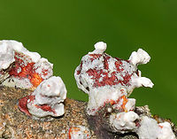 Fungi Maybe fungus growing on fungus?<br />
<br />
Habitat: Growing on hardwood in a mesic forest/bog<br />
https://www.jungledragon.com/image/128629/fungi.html<br />
https://www.jungledragon.com/image/128631/fungi.html<br />
https://www.jungledragon.com/image/128630/fungi.html<br />
 Geotagged,Spring,United States