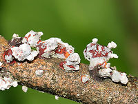 Fungi Maybe fungus growing on fungus?<br />
<br />
Habitat: Growing on hardwood in a mesic forest/bog<br />
https://www.jungledragon.com/image/128629/fungi.html<br />
https://www.jungledragon.com/image/128631/fungi.html<br />
https://www.jungledragon.com/image/128630/fungi.html<br />
 Geotagged,Spring,United States