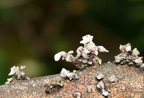 Fungi Maybe fungus growing on fungus?

Habitat: Growing on hardwood in a mesic forest/bog
https://www.jungledragon.com/image/128629/fungi.html
https://www.jungledragon.com/image/128631/fungi.html
https://www.jungledragon.com/image/128630/fungi.html
 Geotagged,Spring,United States,fungi,fungus
