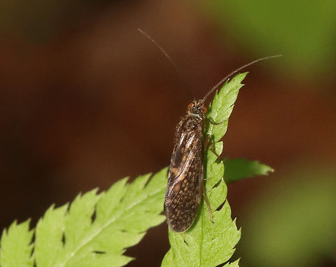 Caddisfly - Trichoptera Habitat: Found in a mesic forest near a bog and a river Geotagged,Spring,United States,caddisfly,trichoptera