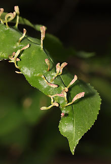 Finger Galls - Eriophyes cerasicrumena These galls are made by mites on black cherry (Prunus serotina).

Habitat: Mixed forest Black Cherry Leaf Gall Mite,Eriophyes cerasicrumena,Geotagged,Spring,United States,eriophyes,finger galls,galls,mite galls,prunus