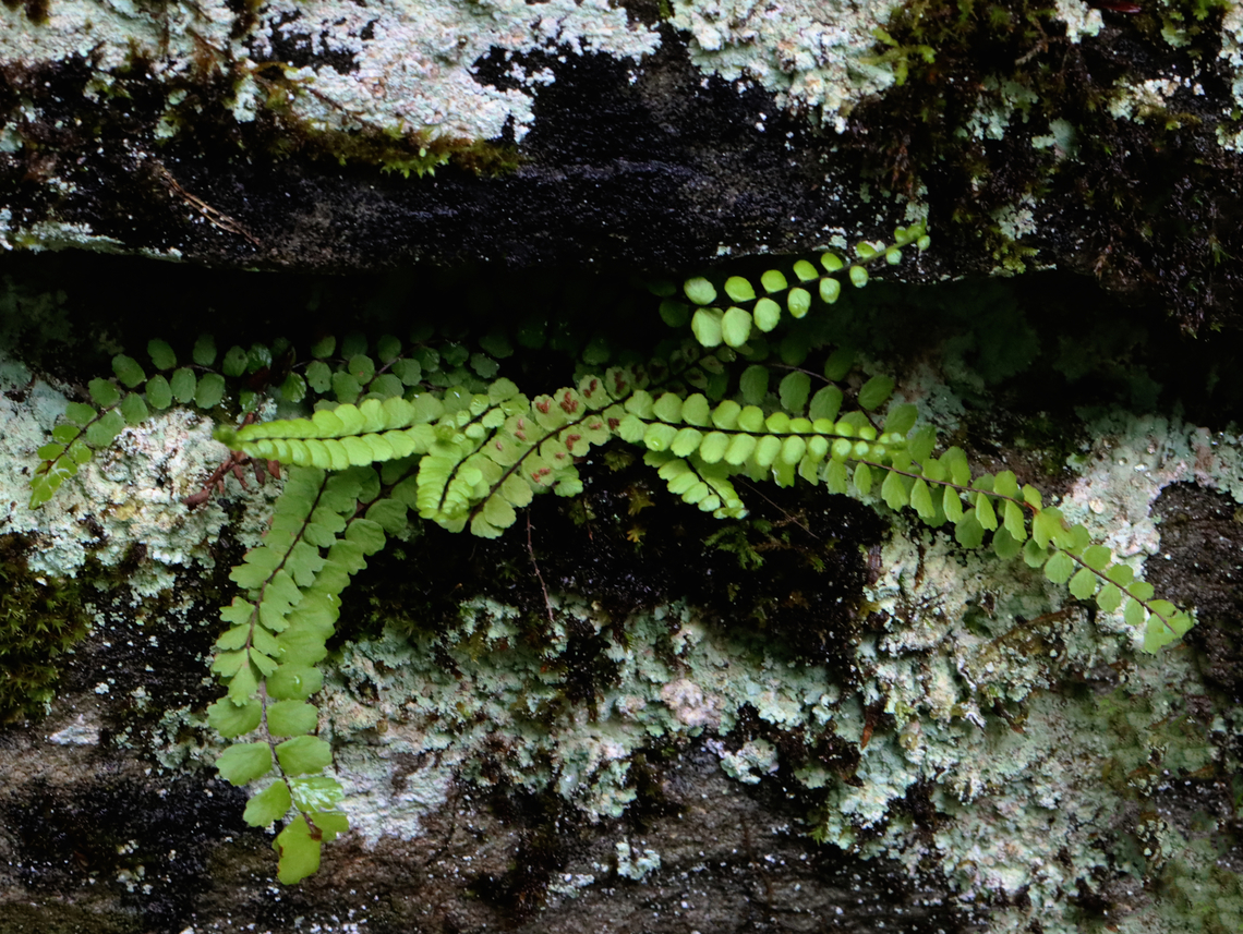 Maidenhair Spleenwort - Asplenium trichomanes Habitat: Growing out of a stone wall; mixed forest Asplenium,Asplenium trichomanes,Geotagged,Maidenhair spleenwort,Spring,United States,fern,spleenwort