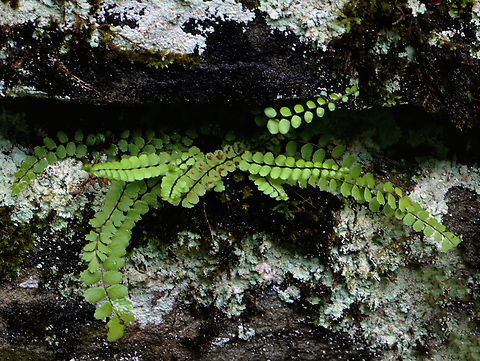 Maidenhair Spleenwort - Asplenium trichomanes Habitat: Growing out of a stone wall; mixed forest Asplenium,Asplenium trichomanes,Geotagged,Maidenhair spleenwort,Spring,United States,fern,spleenwort