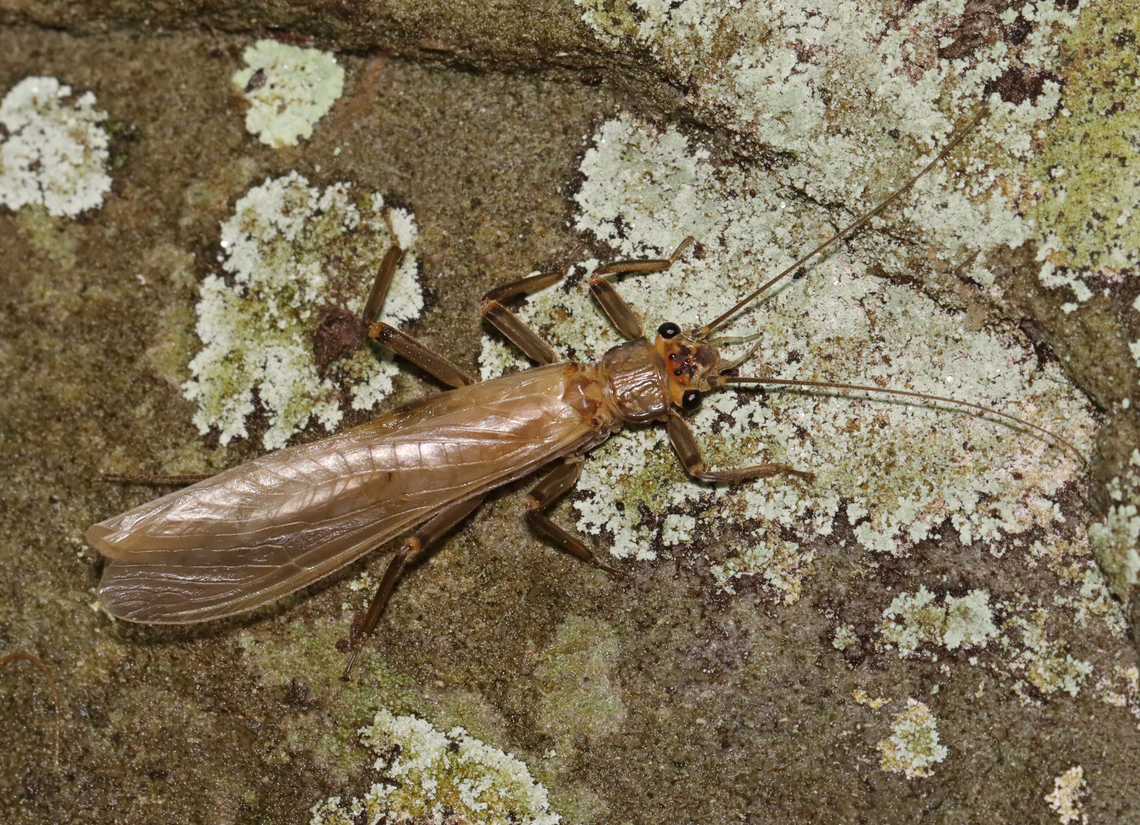 Stonefly - Family Perlidae, Tribe Acroneuriini, Acroneuria lycorias *Species ID is tentative<br />
<br />
Habitat: Spotted on a stone wall next to a river; mixed forest Acroneuria,Acroneuria lycorias,Acroneuriini,Geotagged,Spring,United States,perlidae,plecoptera,stonefly