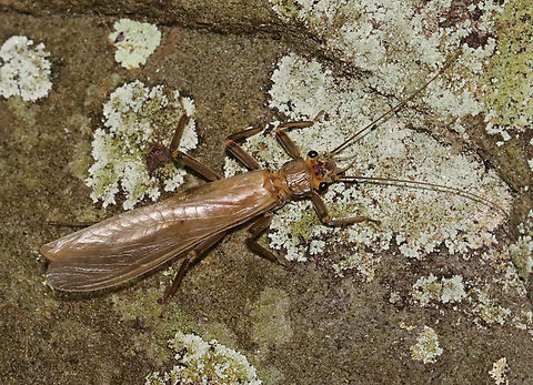 Stonefly - Family Perlidae, Tribe Acroneuriini, Acroneuria lycorias *Species ID is tentative

Habitat: Spotted on a stone wall next to a river; mixed forest Acroneuria,Acroneuria lycorias,Acroneuriini,Geotagged,Spring,United States,perlidae,plecoptera,stonefly