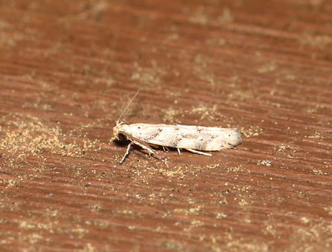 Conifer Needleminer - Coleotechnites coniferella Habitat: Mixed forest Coleotechnites,Coleotechnites coniferella,Conifer Needleminer,Geotagged,Spring,United States,moth,needleminer