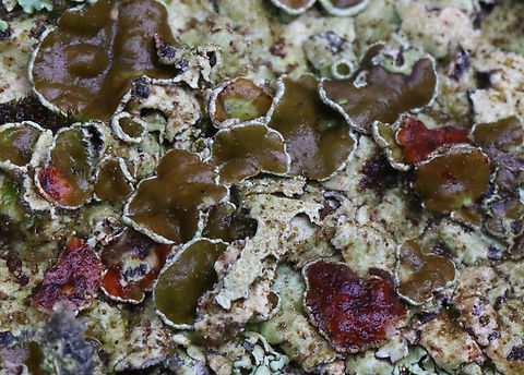 Lichen - Hypotrachyna livida Habitat: Growing on a stone wall; mixed forest
https://www.jungledragon.com/image/128657/lichen_-_parmeliaceae_xanthoparmelia_sp.html Geotagged,Hypotrachyna,Hypotrachyna livida,Lichen,Spring,United States