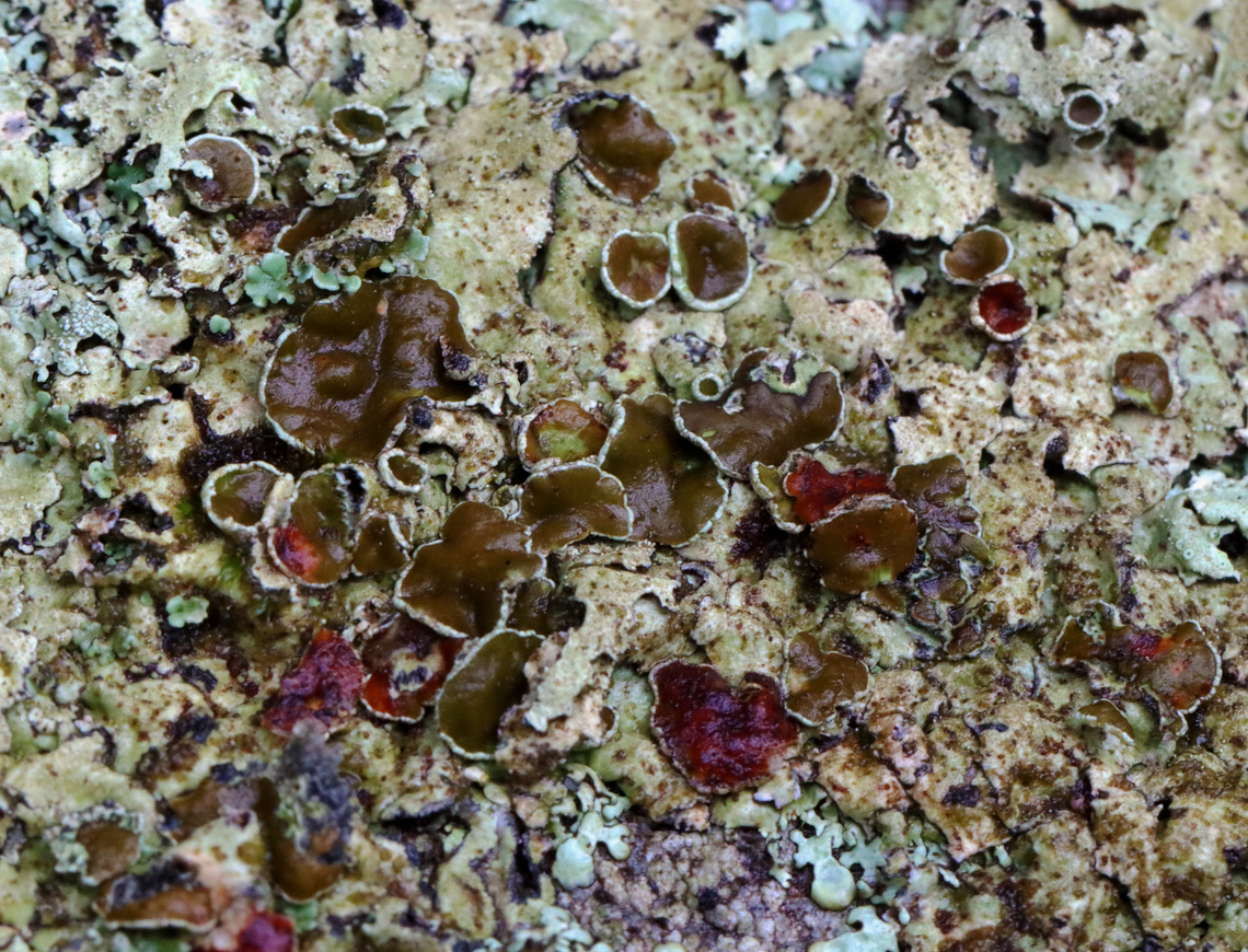 Lichen - Hypotrachyna livida Habitat: Growing on a stone wall; mixed forest<br />
<figure class="photo"><a href="https://www.jungledragon.com/image/128656/lichen_-_hypotrachyna_livida.html" title="Lichen - Hypotrachyna livida"><img src="https://s3.amazonaws.com/media.jungledragon.com/images/3232/128656_thumb.jpg?AWSAccessKeyId=05GMT0V3GWVNE7GGM1R2&Expires=1759968010&Signature=Qsgc8WZdyFdeHT6i%2F4ON%2BfMsLK4%3D" width="200" height="144" alt="Lichen - Hypotrachyna livida Habitat: Growing on a stone wall; mixed forest<br />
https://www.jungledragon.com/image/128657/lichen_-_parmeliaceae_xanthoparmelia_sp.html Geotagged,Hypotrachyna,Hypotrachyna livida,Lichen,Spring,United States" /></a></figure> Geotagged,Hypotrachyna livida,Parmeliaceae,Spring,United States,lichen