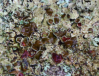 Lichen - Hypotrachyna livida Habitat: Growing on a stone wall; mixed forest<br />
https://www.jungledragon.com/image/128656/lichen_-_parmeliaceae_xanthoparmelia_sp.html Geotagged,Hypotrachyna livida,Parmeliaceae,Spring,United States,lichen