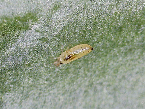 Banded Greenhouse Thrip (Larva) - Hercinothrips femoralis Thrips puncture leaves, flowers, and stems of plants and suck up the exuding sap. Feeding damage causes a silvery appearance, browning, withering, and then plant death.

I recently found these beasts on ~50 household plants. I suspect they came into my home in October, but I didn't notice them until about a month ago. I have been battling them ever since. They spread very quickly. 

The adults are less than 0.5 mm long and I photographed them with a digital microscope. 

Habitat: Household plants

Adult:
https://www.jungledragon.com/image/128695/banded_greenhouse_thrip_adult_-_hercinothrips_femoralis.html


Video of larva pooping on itself:
https://vimeo.com/669942739 Banded Greenhouse Thrip,Geotagged,Hercinothrips femoralis,United States