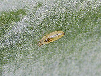 Banded Greenhouse Thrip (Larva) - Hercinothrips femoralis Thrips puncture leaves, flowers, and stems of plants and suck up the exuding sap. Feeding damage causes a silvery appearance, browning, withering, and then plant death.<br />
<br />
I recently found these beasts on ~50 household plants. I suspect they came into my home in October, but I didn't notice them until about a month ago. I have been battling them ever since. They spread very quickly. <br />
<br />
The adults are less than 0.5 mm long and I photographed them with a digital microscope. <br />
<br />
Habitat: Household plants<br />
<br />
Adult:<br />
https://www.jungledragon.com/image/128695/banded_greenhouse_thrip_adult_-_hercinothrips_femoralis.html<br />
<br />
<br />
Video of larva pooping on itself:<br />
https://vimeo.com/669942739 Banded Greenhouse Thrip,Geotagged,Hercinothrips femoralis,United States