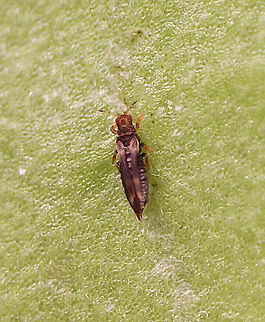 Banded Greenhouse Thrip (Adult) - Hercinothrips femoralis Thrips puncture leaves, flowers, and stems of plants and suck up the exuding sap. Feeding damage causes a silvery appearance, browning, withering, and then plant death. 

The adults are less than 0.5 mm long and I photographed them with a digital microscope. 

I recently found these beasts on ~50 household plants. I suspect they came into my home in October, but I didn't notice them until about a month ago. I have been battling them ever since. They spread very quickly.

Habitat: Household plants

Larva:
https://www.jungledragon.com/image/128694/banded_greenhouse_thrip_larva_-_hercinothrips_femoralis.html

Video of larva pooping on itself:
https://vimeo.com/669942739
 Banded Greenhouse Thrip,Geotagged,Hercinothrips,Hercinothrips femoralis,Thripidae,Thysanoptera,United States,thrip