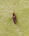 Banded Greenhouse Thrip (Adult) - Hercinothrips femoralis Thrips puncture leaves, flowers, and stems of plants and suck up the exuding sap. Feeding damage causes a silvery appearance, browning, withering, and then plant death. <br />
<br />
The adults are less than 0.5 mm long and I photographed them with a digital microscope. <br />
<br />
I recently found these beasts on ~50 household plants. I suspect they came into my home in October, but I didn't notice them until about a month ago. I have been battling them ever since. They spread very quickly.<br />
<br />
Habitat: Household plants<br />
<br />
Larva:<br />
https://www.jungledragon.com/image/128694/banded_greenhouse_thrip_larva_-_hercinothrips_femoralis.html<br />
<br />
Video of larva pooping on itself:<br />
https://vimeo.com/669942739<br />
Banded Greenhouse Thrip,Geotagged,Hercinothrips,Hercinothrips femoralis,Thripidae,Thysanoptera,United States,thrip